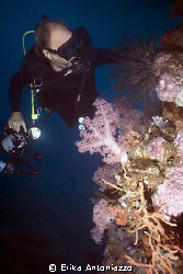 Diver looking coral. by Erika Antoniazzo 